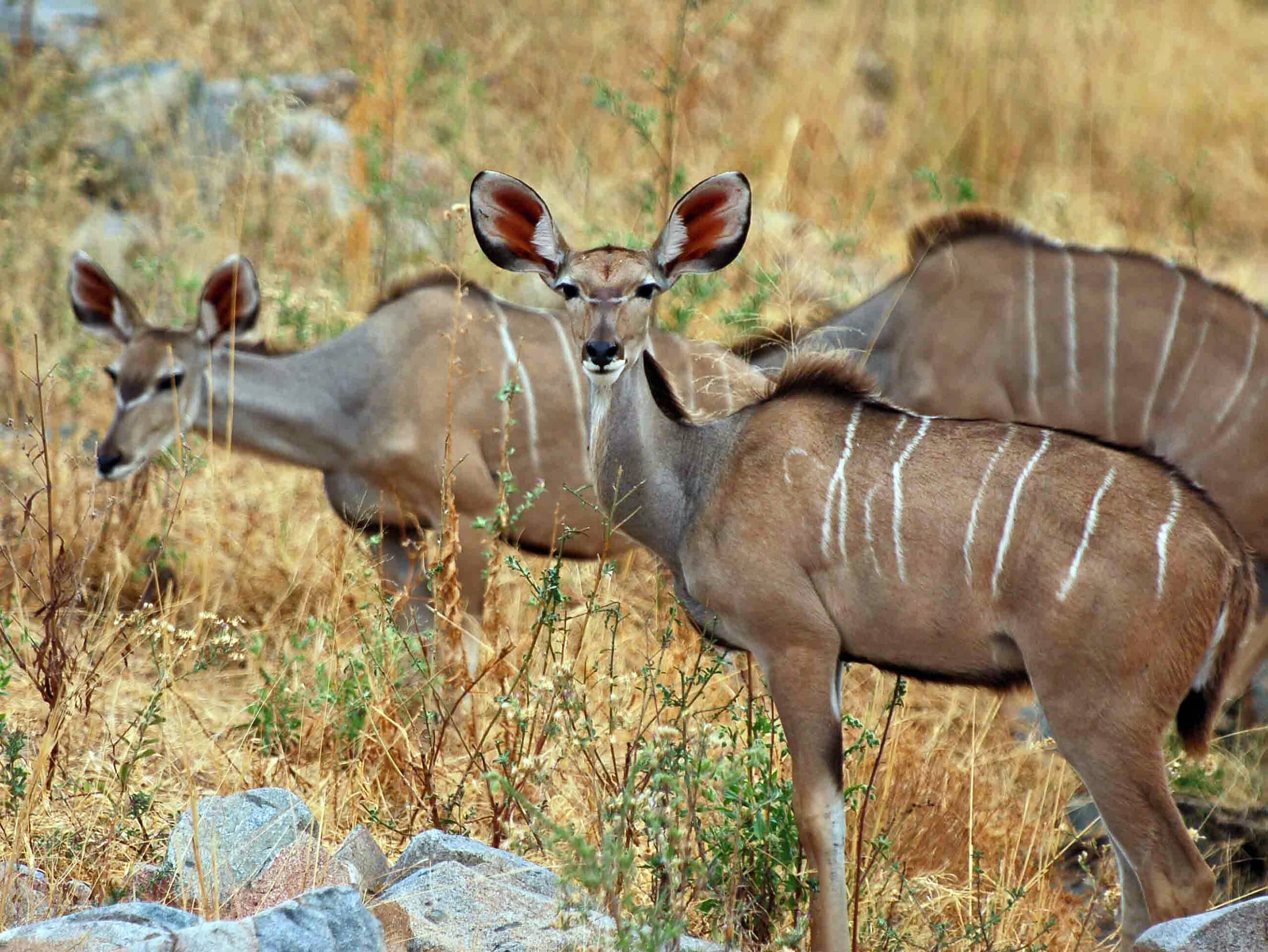 greater kudu herd greater kudu herd