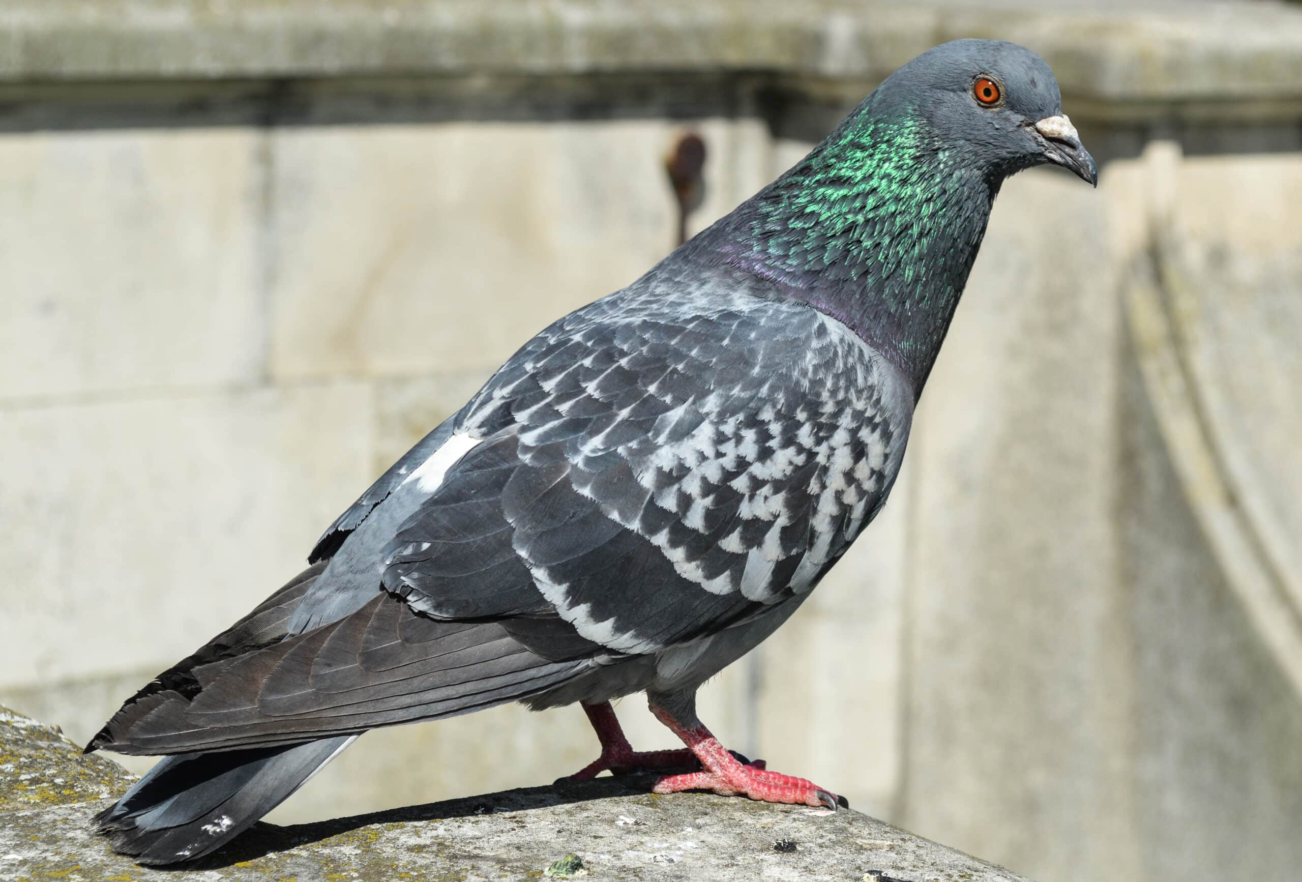 feral pigeon (columba livia domestica), 2017 05 27