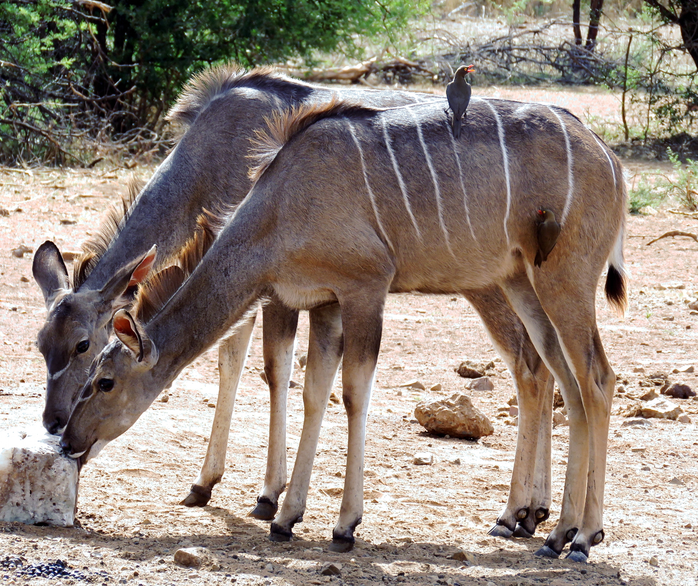 oxpeckers on kudu oxpeckers on kudu