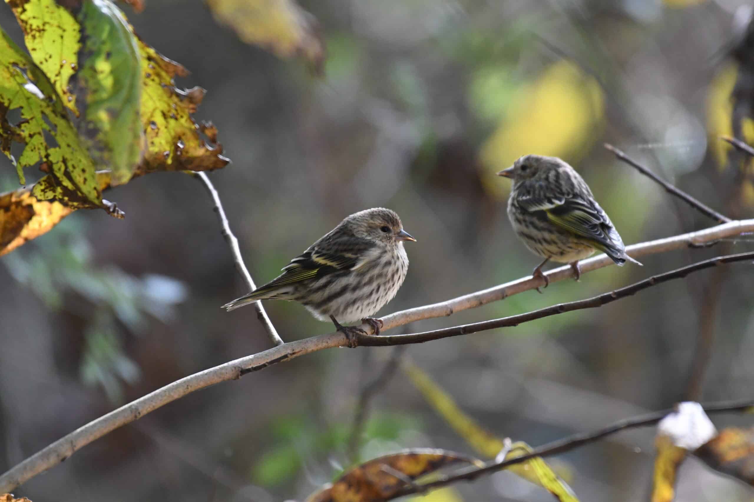 pine siskin turkey point 11.3.20 dsc 1303