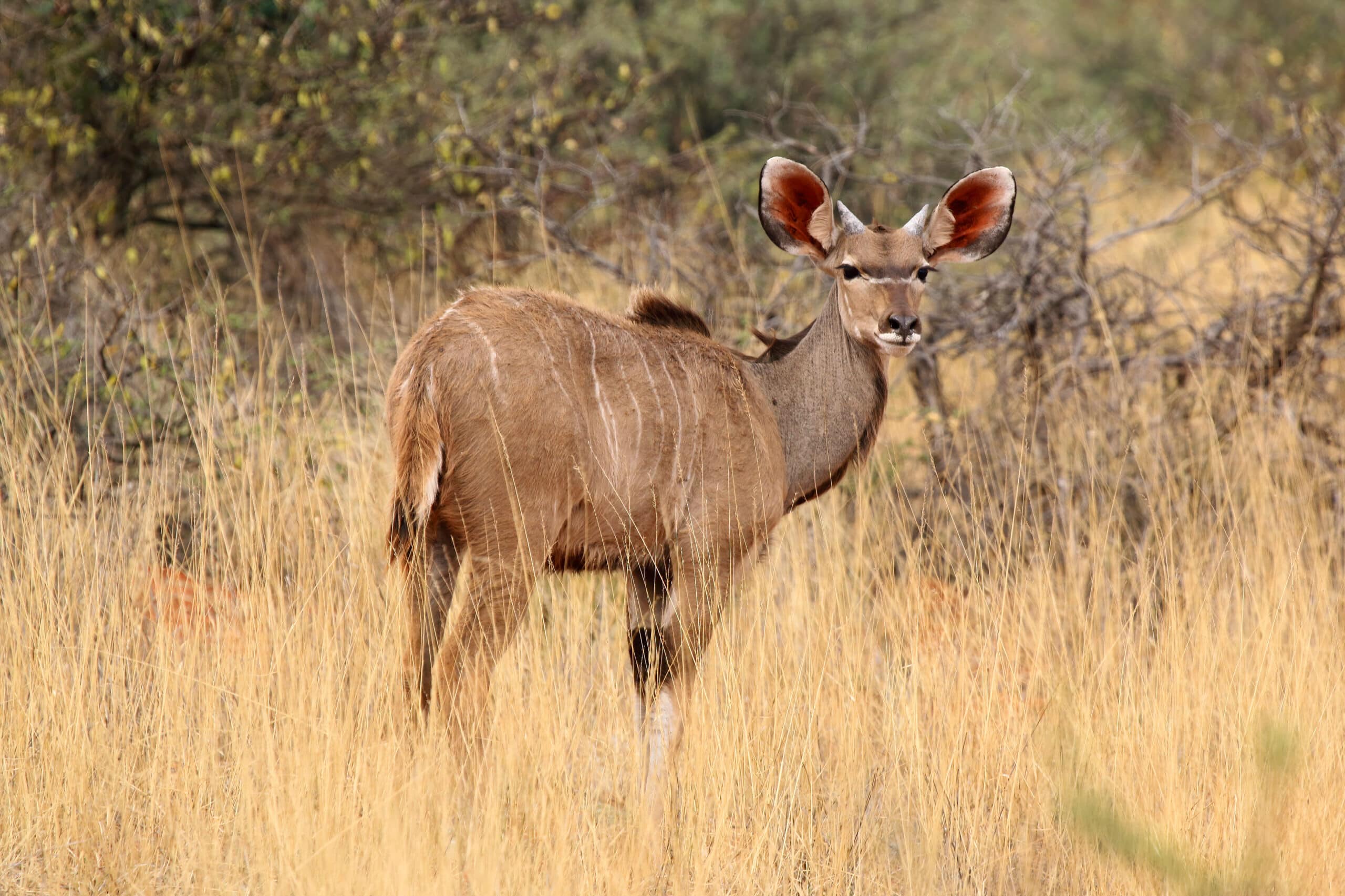 greater kudu (tragelaphus strepsiceros) calf male greater kudu (tragelaphus strepsiceros) calf male