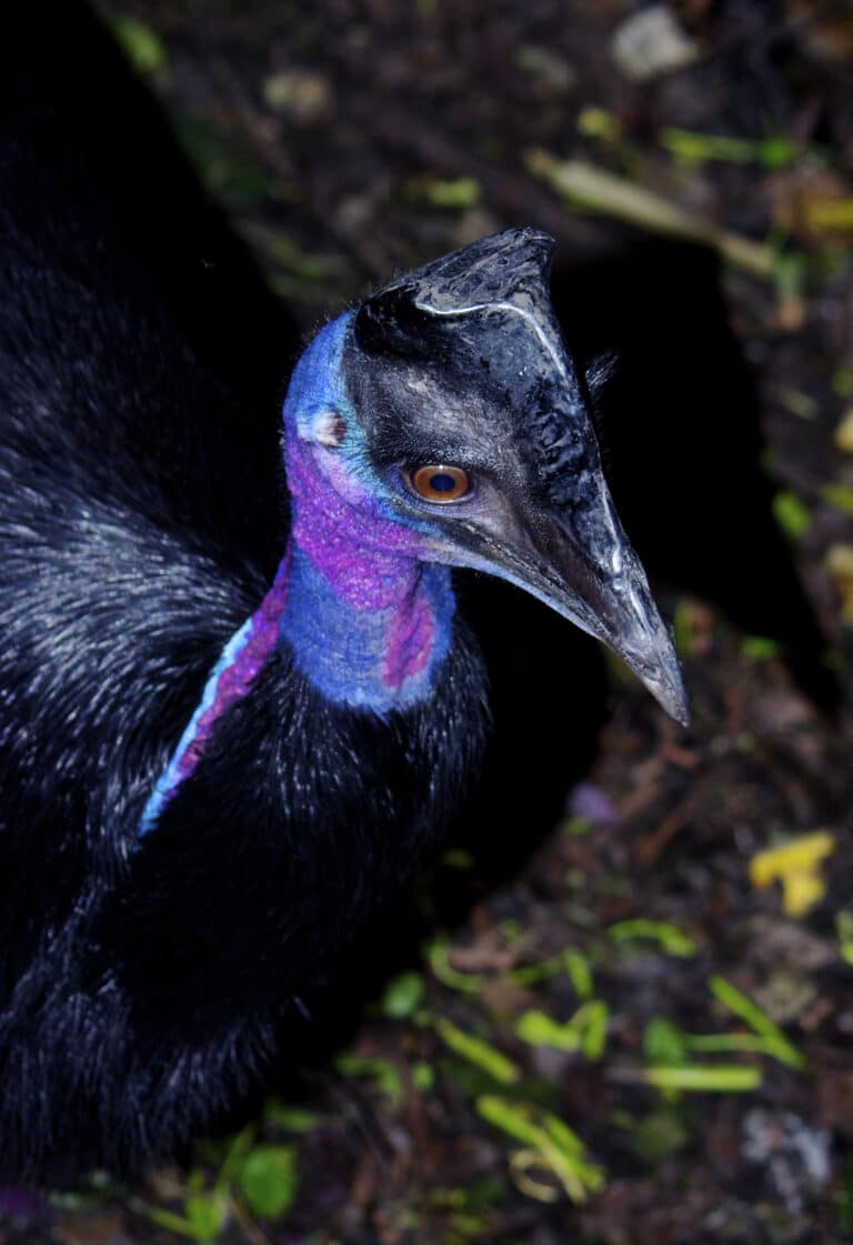 casuarius bennetti drwarf cassowary papua new guinea by nick hobgood casuarius bennetti drwarf cassowary papua new guinea by nick hobgood