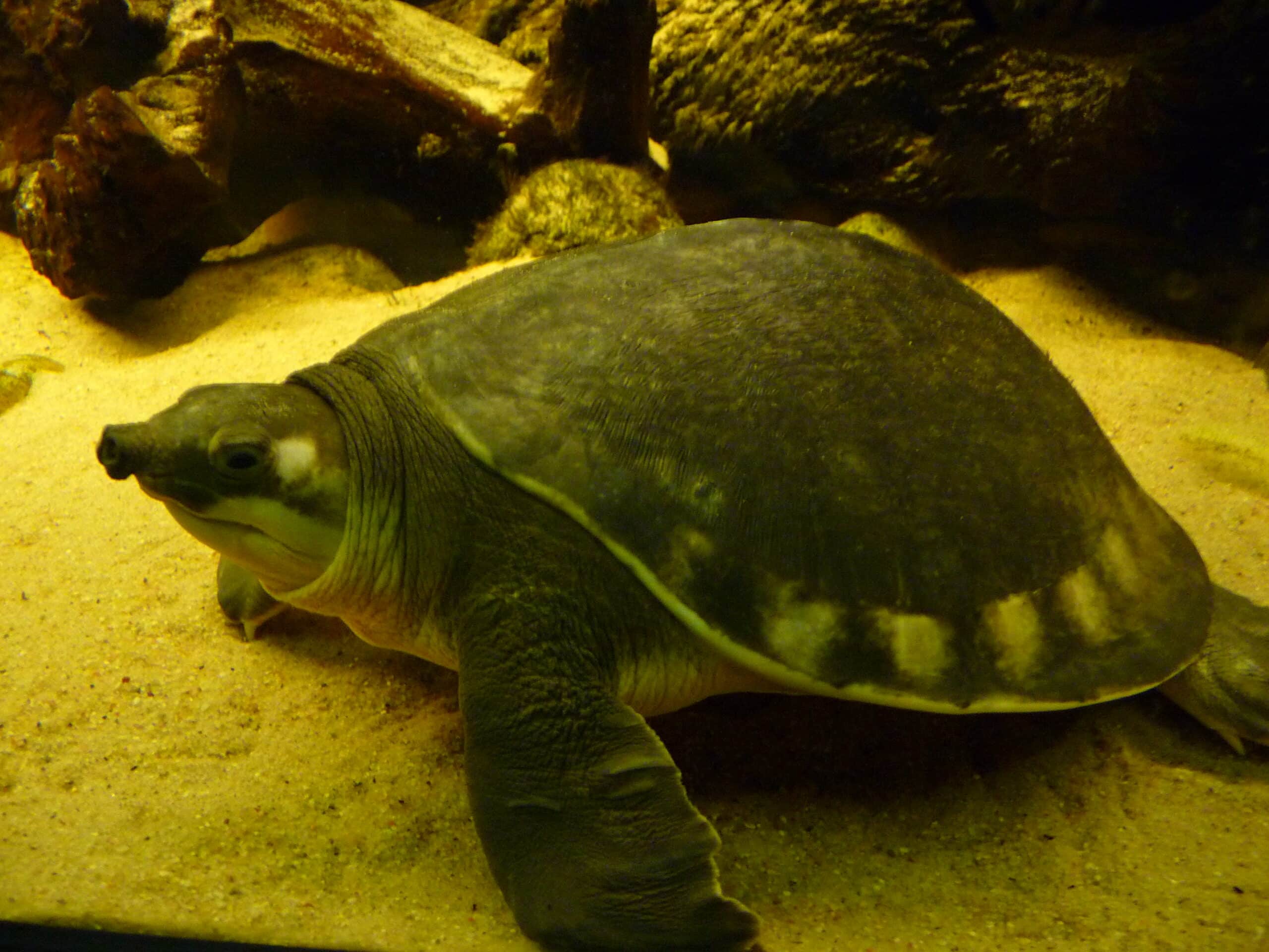 carettochelys insculpta 2010