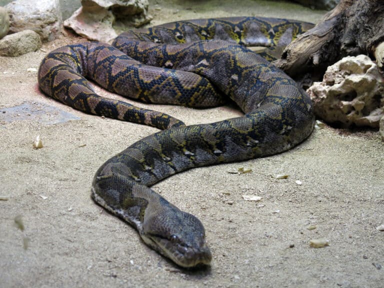 191 zoo de barcelona, malayopython reticulatus 191 zoo de barcelona, malayopython reticulatus