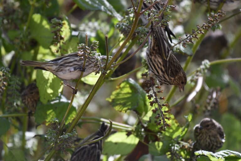 pine siskin turkey point 11.3.20 dsc 1369