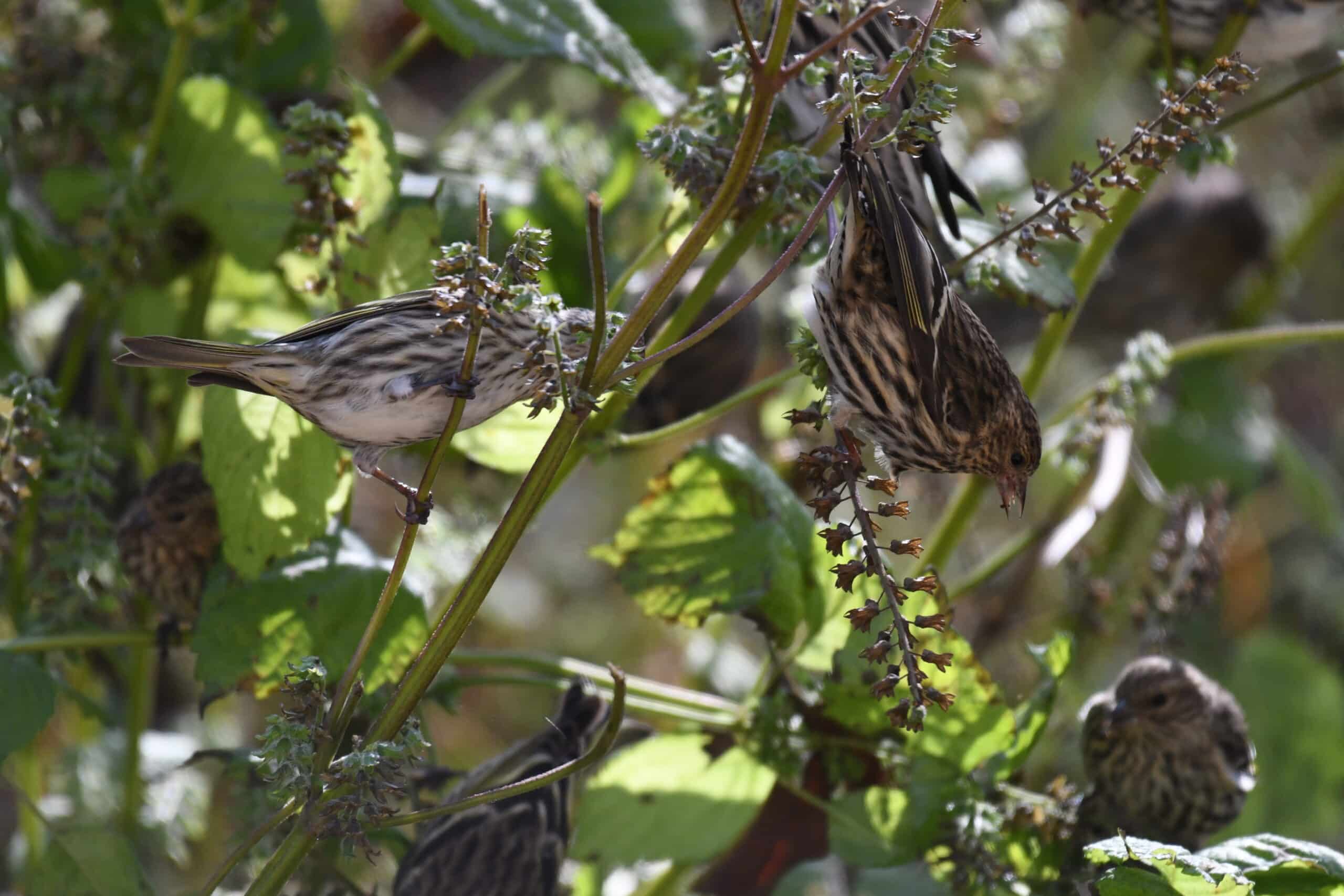 pine siskin turkey point 11.3.20 dsc 1369
