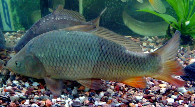 carp (cyprinus carpio) in aquarium carp (cyprinus carpio) in aquarium