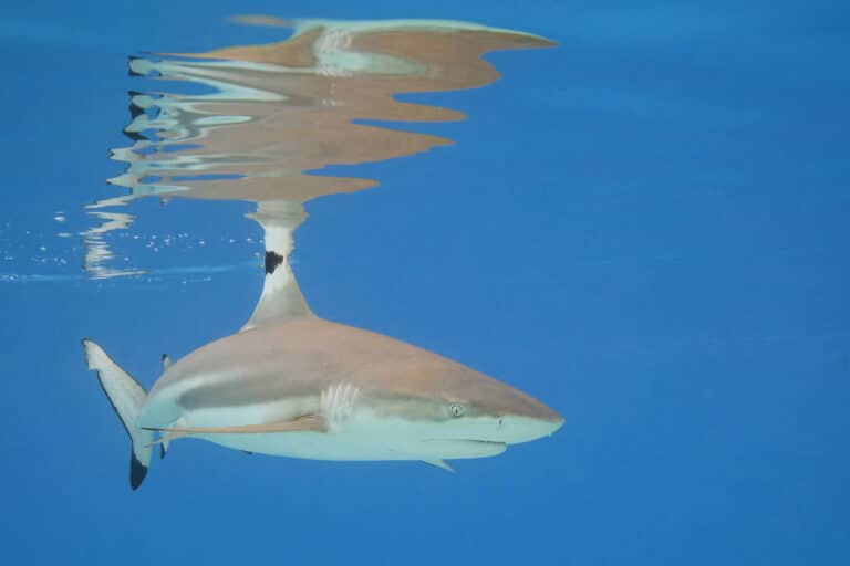 blacktip reef shark (carcharhinus melanopterus) moorea