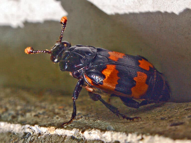 silphidae nicrophorus interruptus silphidae nicrophorus interruptus
