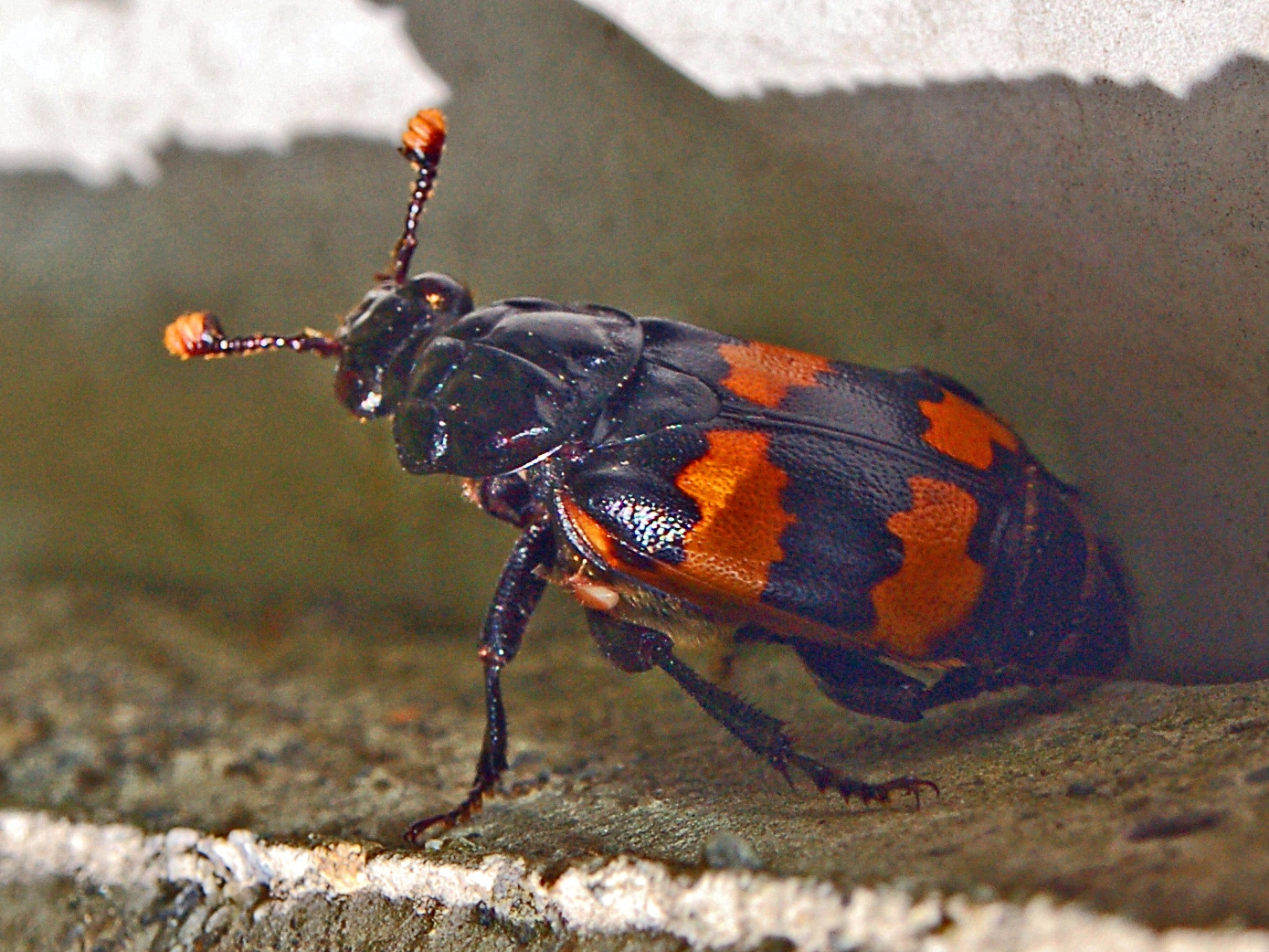 silphidae nicrophorus interruptus silphidae nicrophorus interruptus