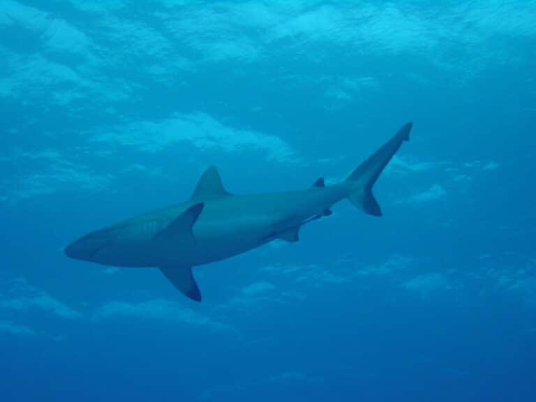 grey reef shark in bora bora