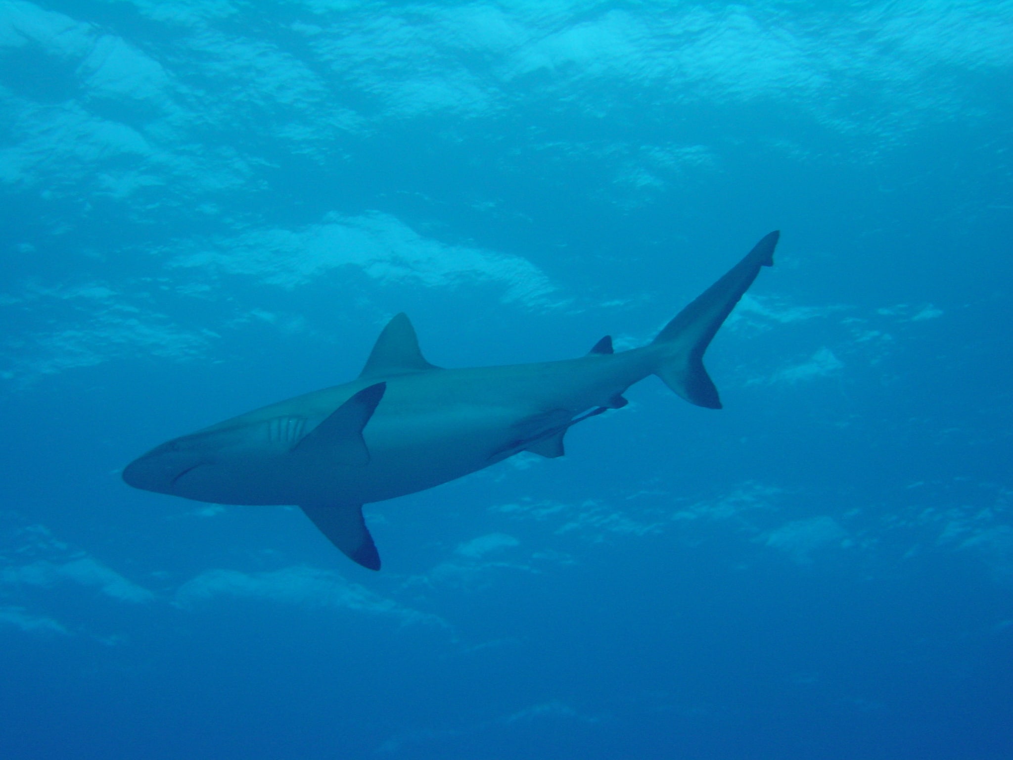 grey reef shark in bora bora