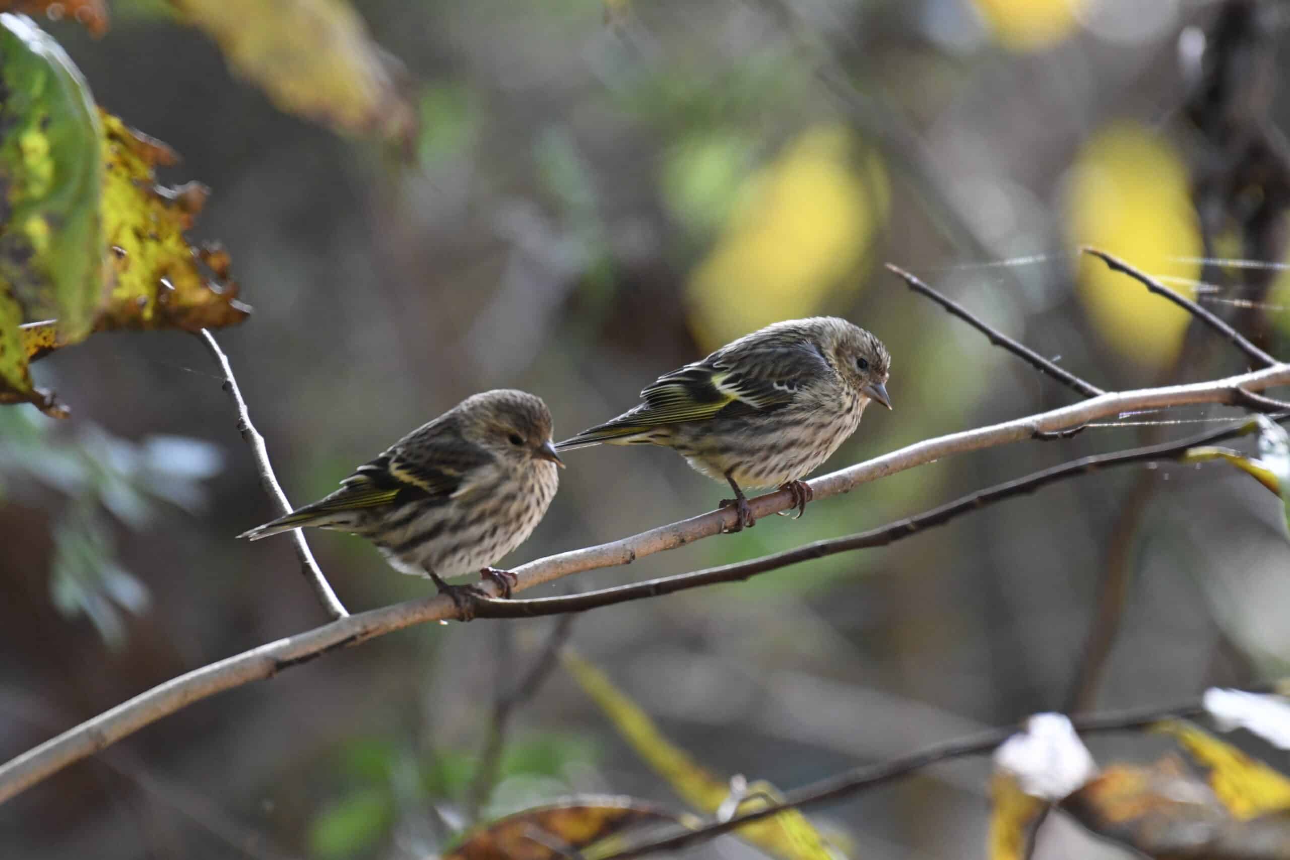 pine siskin turkey point 11.3.20 dsc 1293