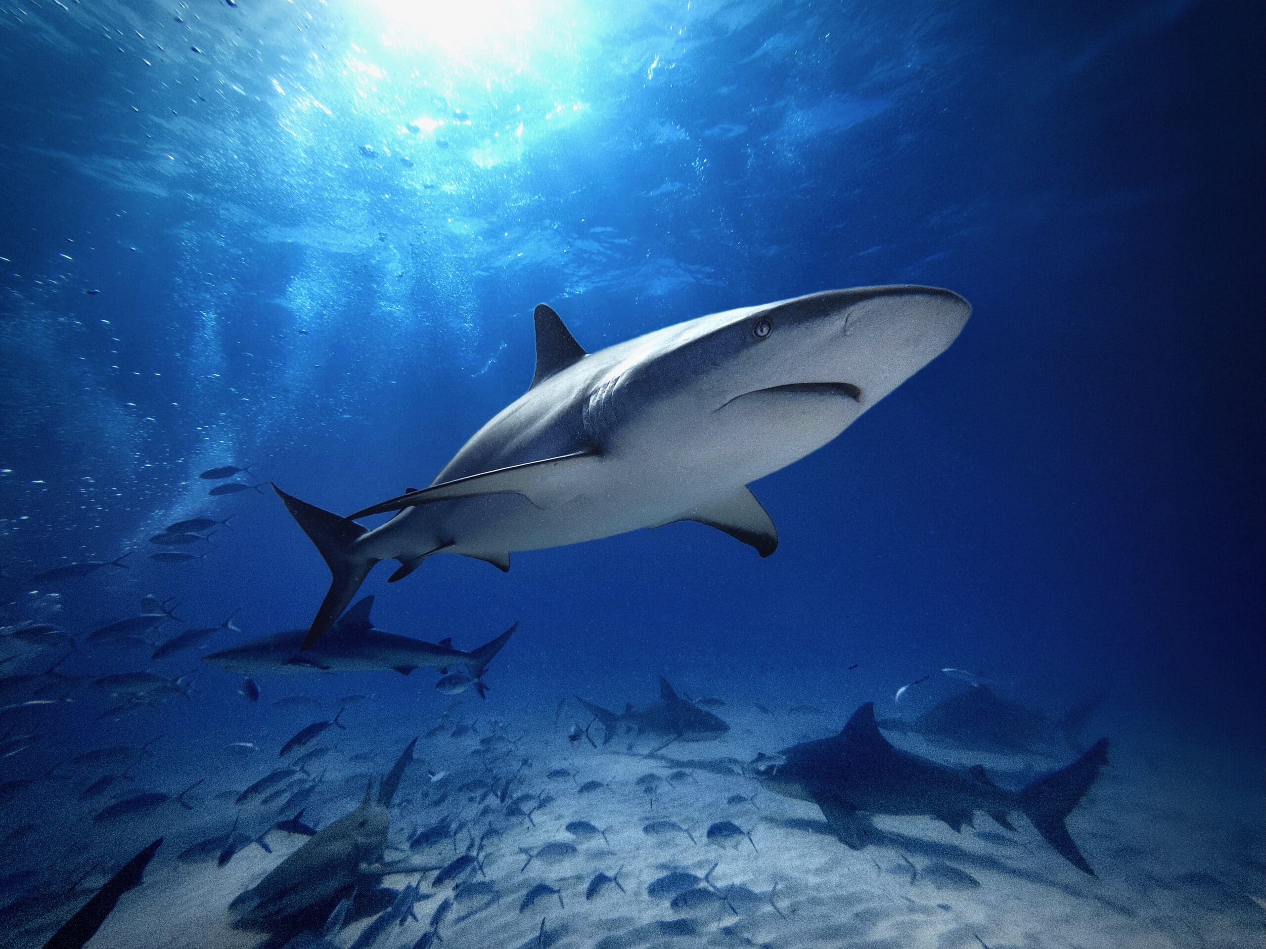 caribbean reef shark school tiger beach bahamas