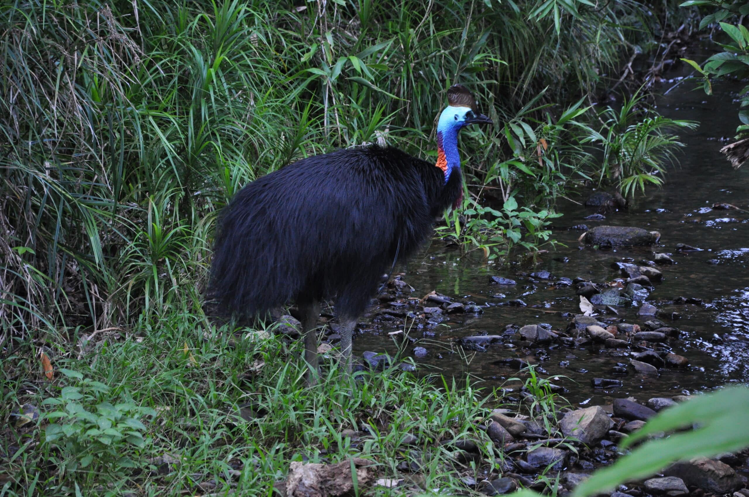 cassowary 2 cassowary 2