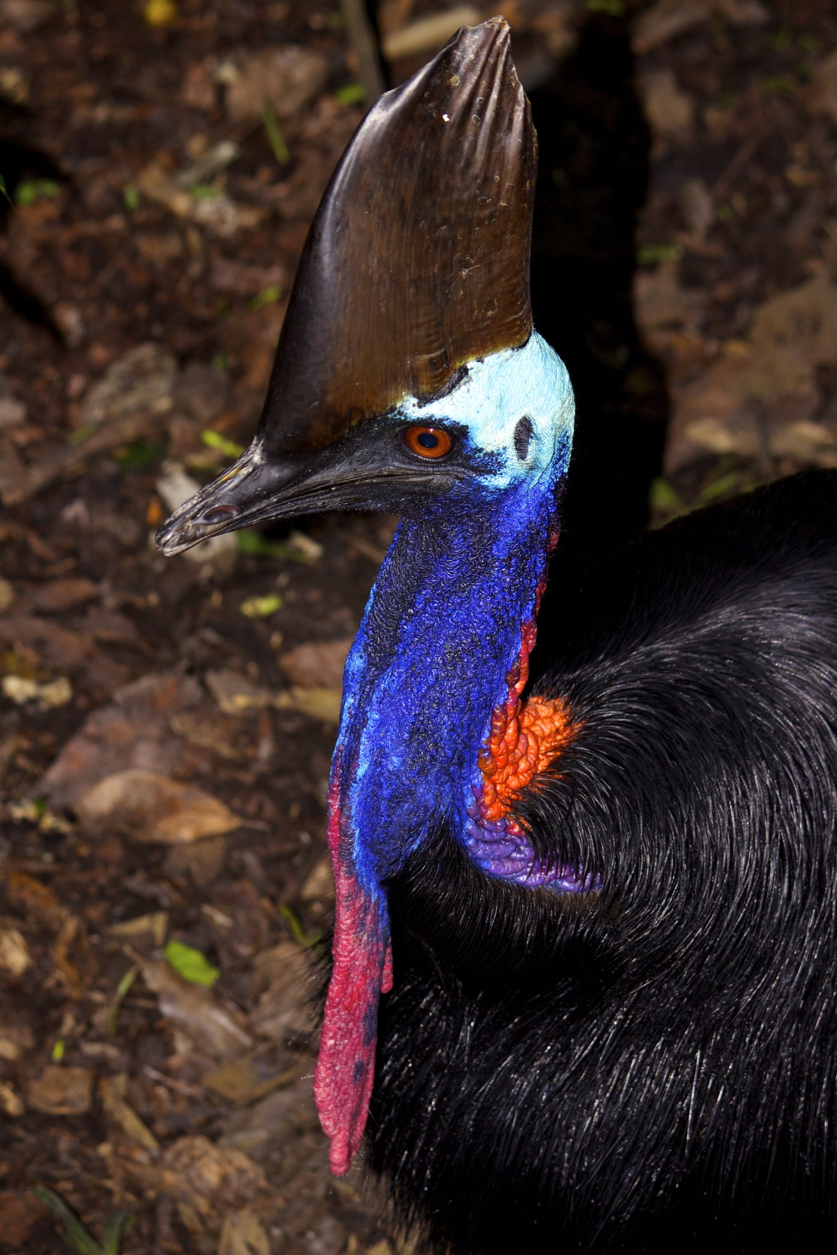 casuarius casuarius southern cassowary papua new guinea by nick hobgood casuarius casuarius southern cassowary papua new guinea by nick hobgood