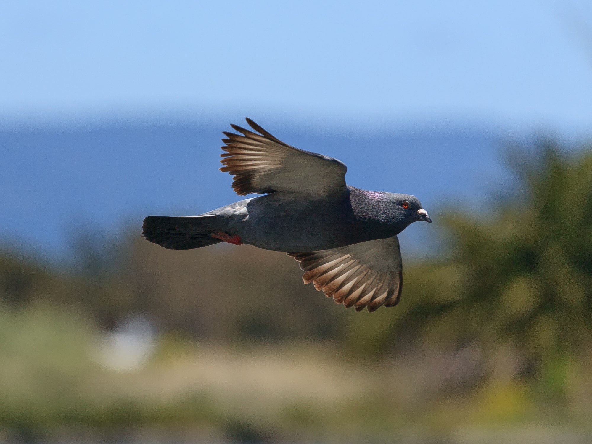 columba livia palo alto may 2011 002
