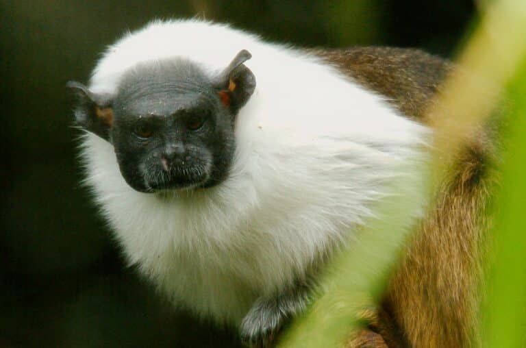 pied tamarin (saguinus bicolor) 15 Pied Tamarin