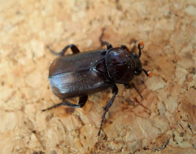burying beetle, (nicrophorus humator, sexton beetle). silphidae (41864139880) burying beetle, (nicrophorus humator, sexton beetle). silphidae (41864139880)