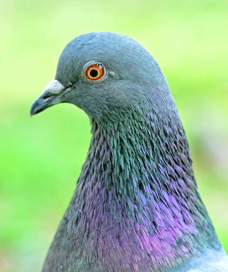 columba livia humber bay park toronto