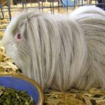 peruvian cavy