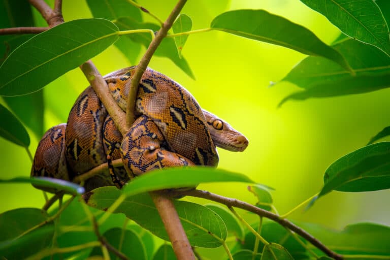 reticulated python reticulated python
