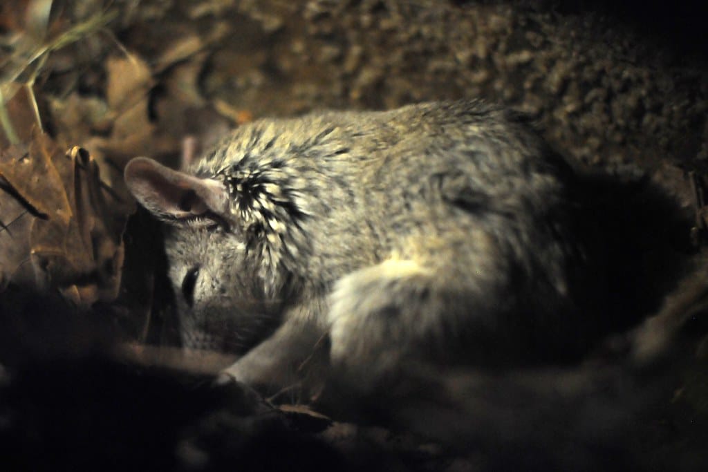dasyuroides byrnei dasyuroides byrnei