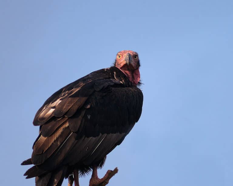 file:red headed vulture sarcogyps calvus, bhopal, india.jpg Red-Headed Vulture