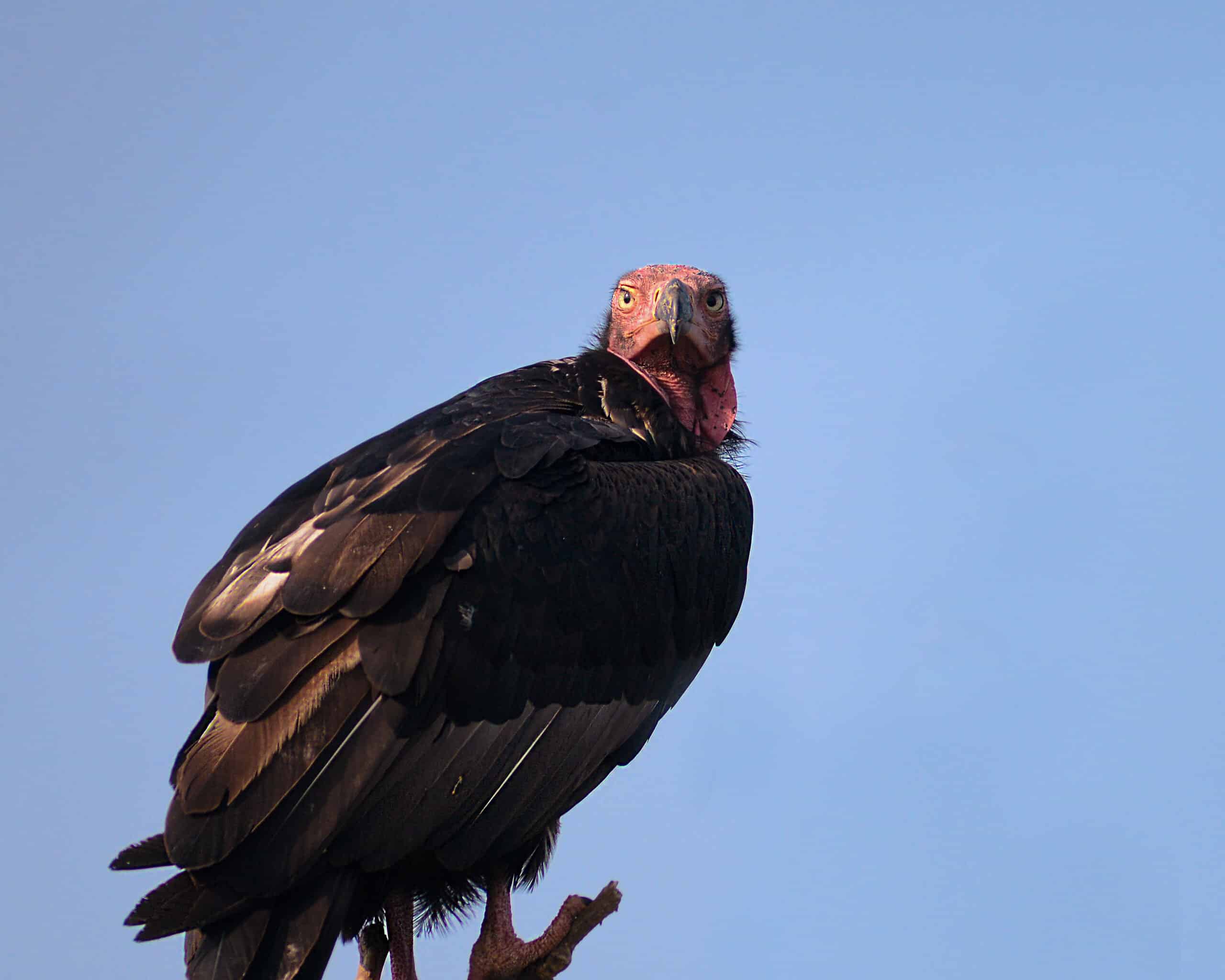 file:red headed vulture sarcogyps calvus, bhopal, india.jpg  Red-Headed Vulture