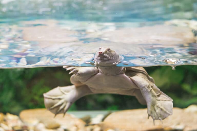 a photo of an australian pig nosed flippered freshwater turtle carettochelys insculpta in an aquarium