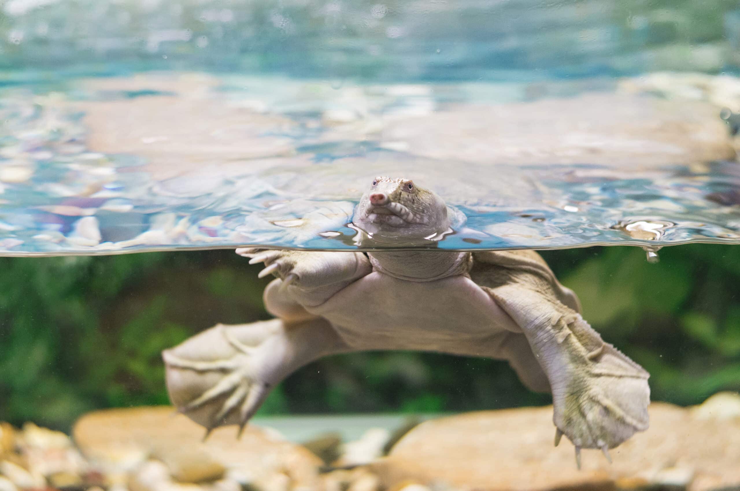 a photo of an australian pig nosed flippered freshwater turtle carettochelys insculpta in an aquarium