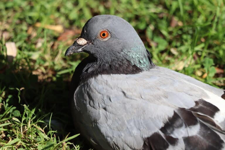 columba livia.002 parque de rosalía (burela)