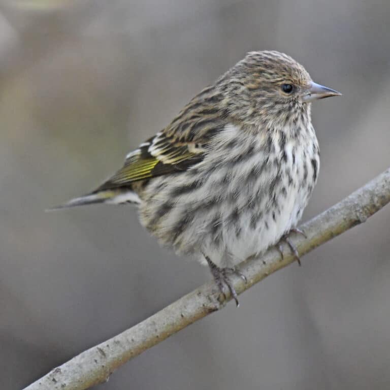 pine siskin turkey point 11.3.20 dsc 1268