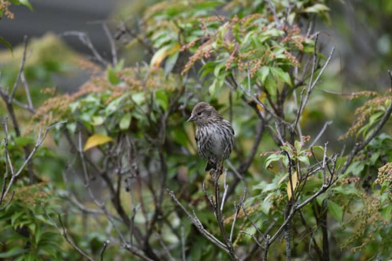 pine siskin lilian’s home 10.10.20 dsc 6458
