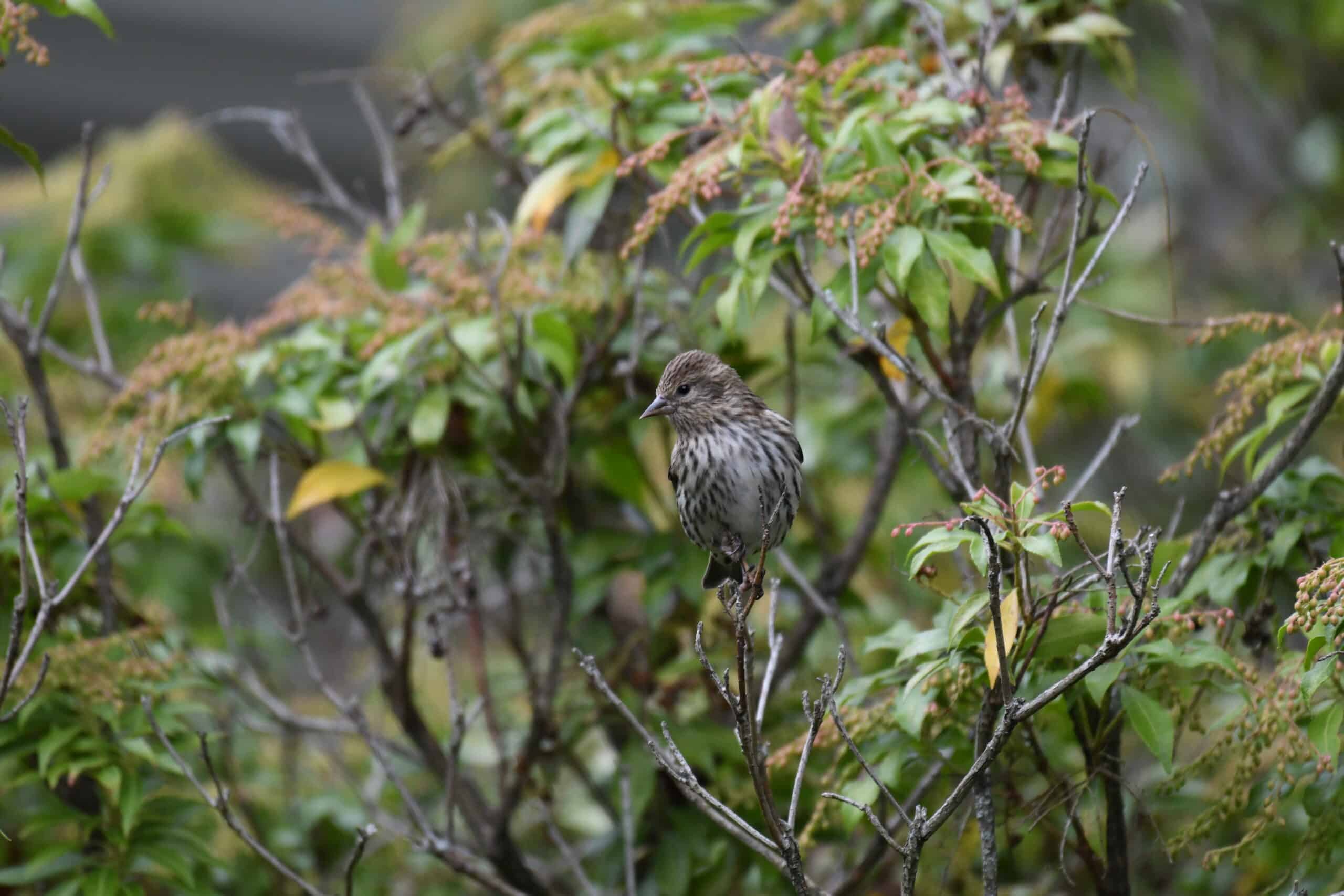 pine siskin lilian’s home 10.10.20 dsc 6458