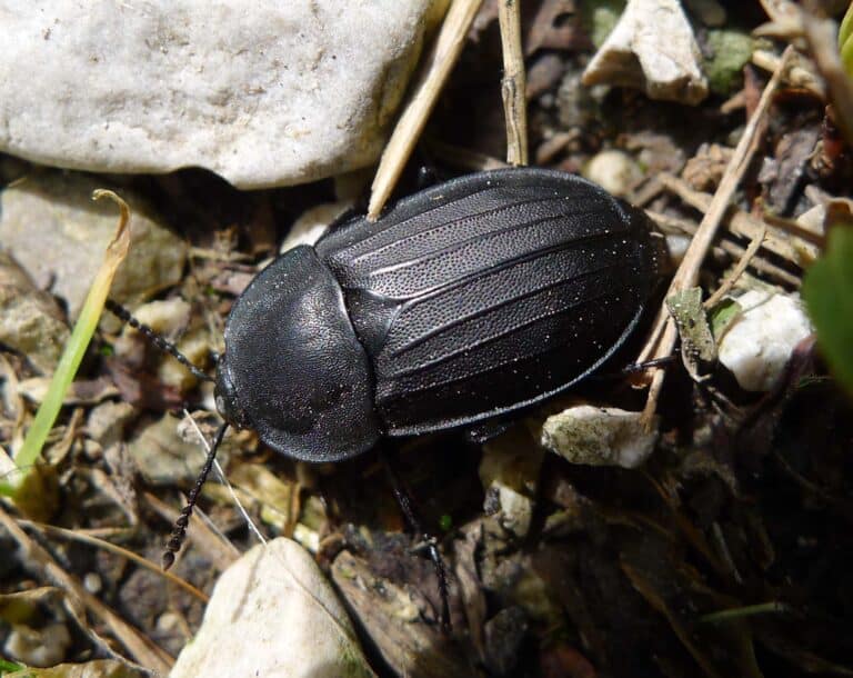 file:carrion beetle . silphidae (15660406223).jpg file:carrion beetle . silphidae (15660406223).jpg