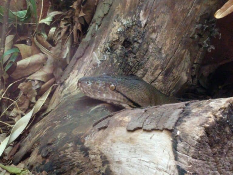 artis 20180519 123454 malayopython reticulatus artis 20180519 123454 malayopython reticulatus