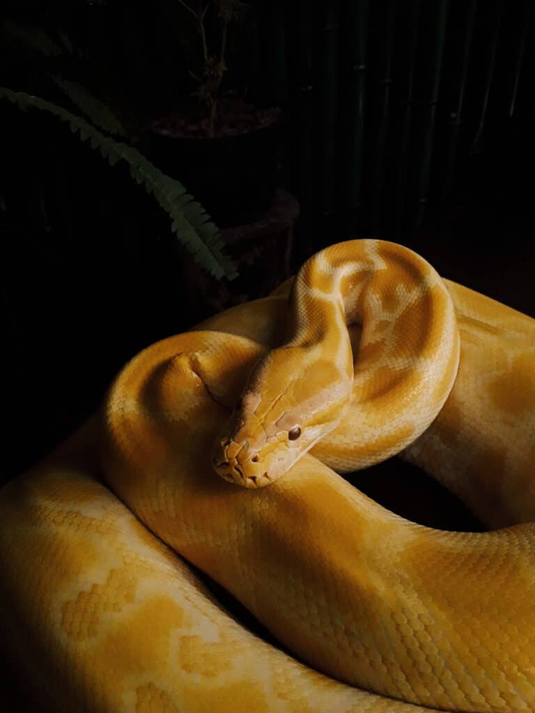 malayopython reticulatus malayopython reticulatus