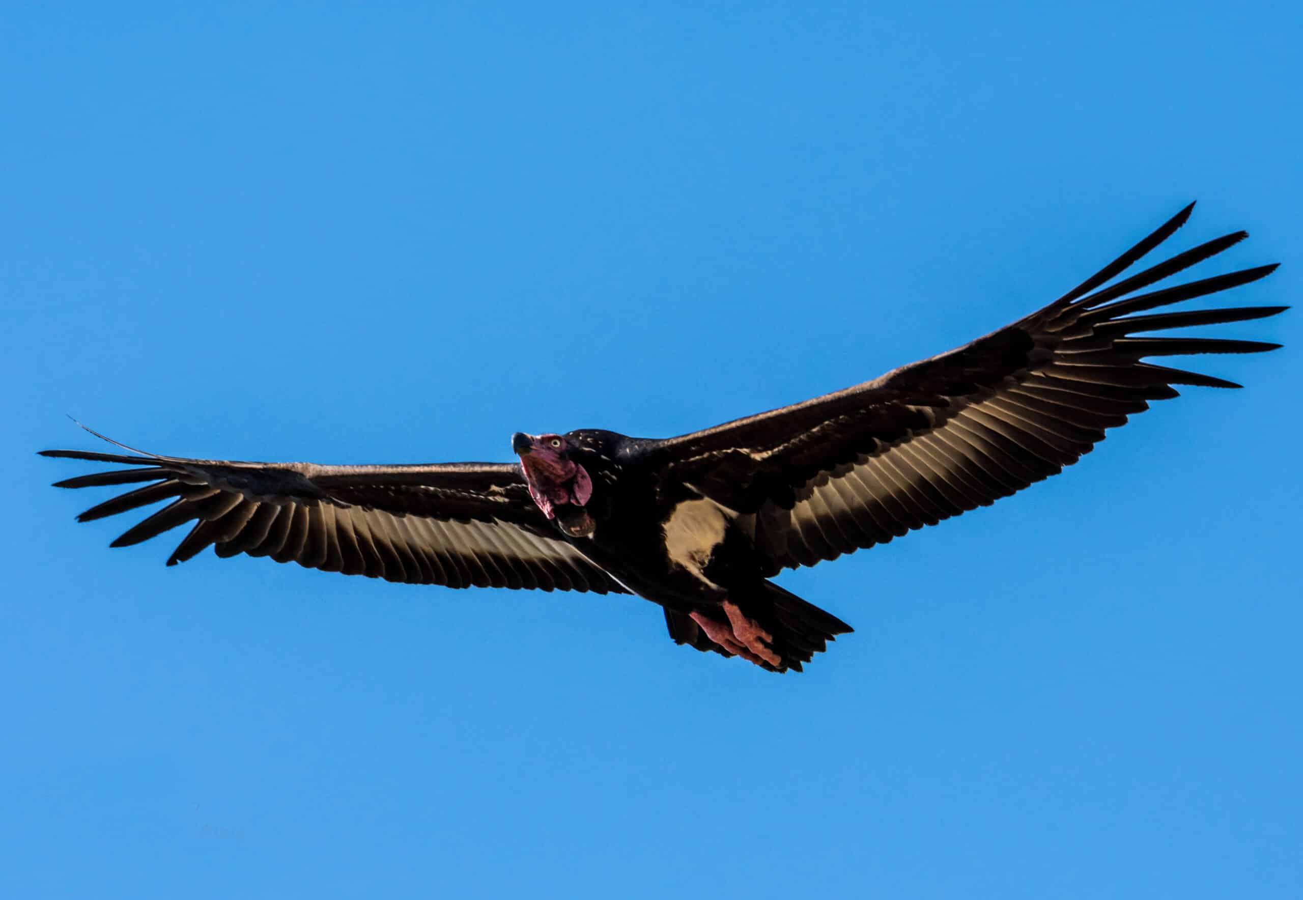 red headed vulture in flight pg 2019 12