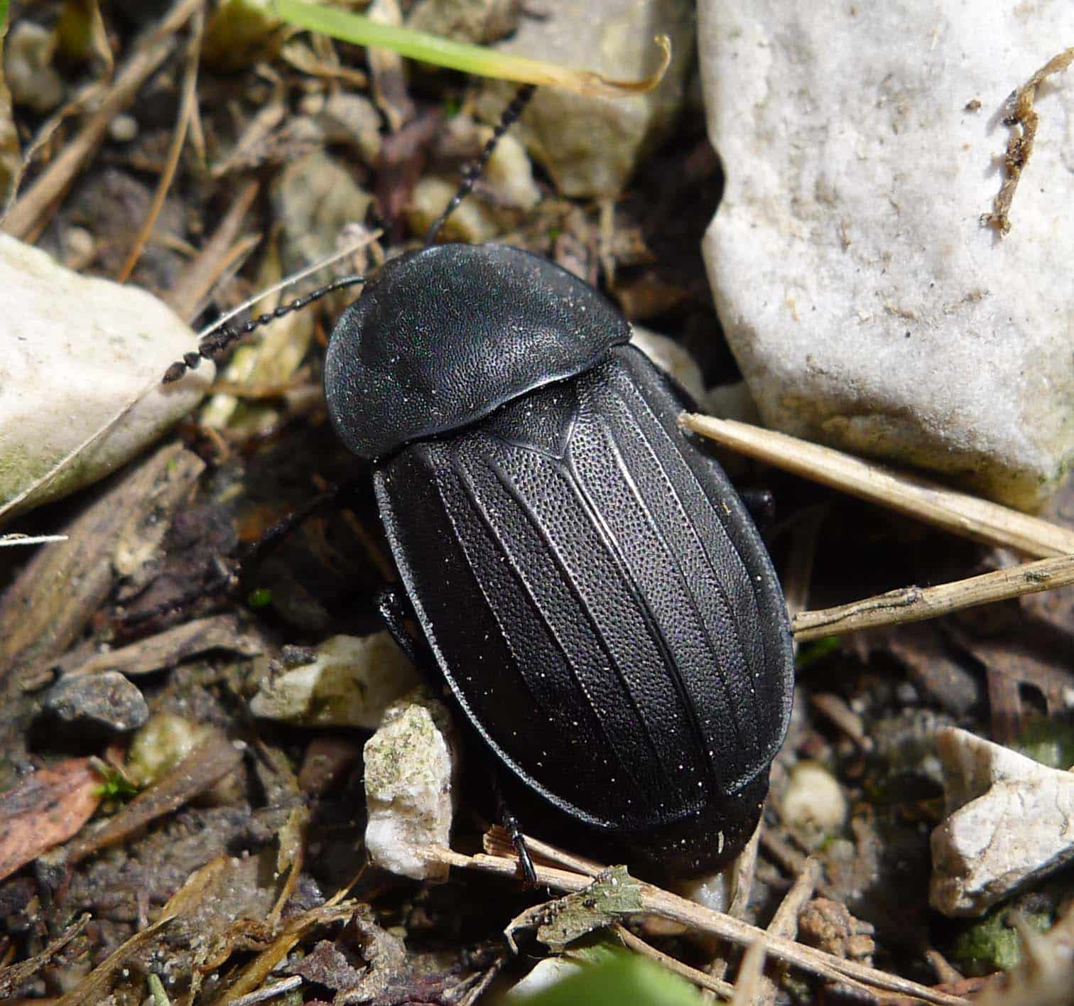 file:carrion beetle . silphidae (15657840124).jpg file:carrion beetle . silphidae (15657840124).jpg
