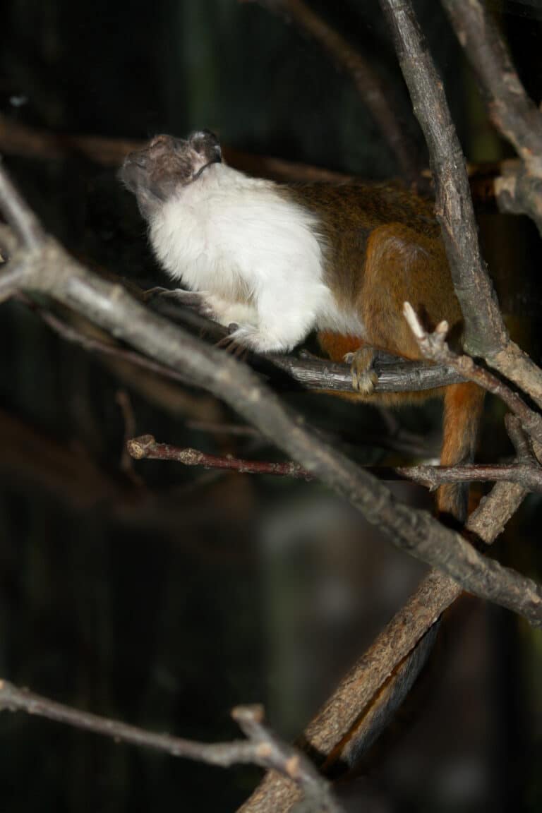 saguinus bicolor at the bronx zoo 02