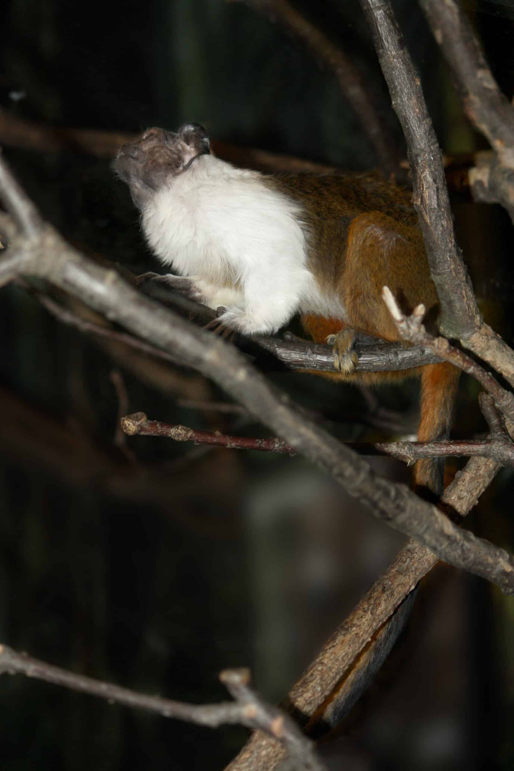 saguinus bicolor at the bronx zoo 02