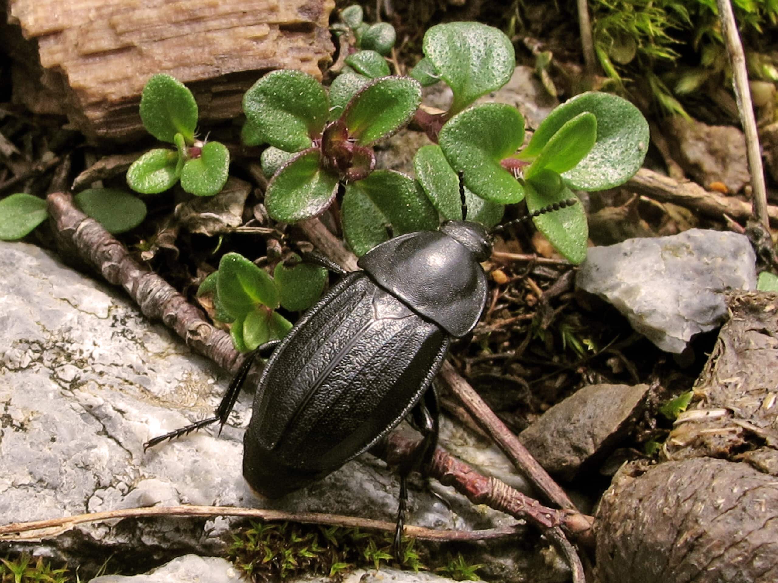 silphidae sílfido (9174186214) silphidae sílfido (9174186214)