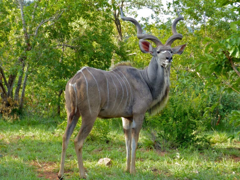 file:greater kudu (tragelaphus strepsiceros) (11802253775).jpg file:greater kudu (tragelaphus strepsiceros) (11802253775).jpg