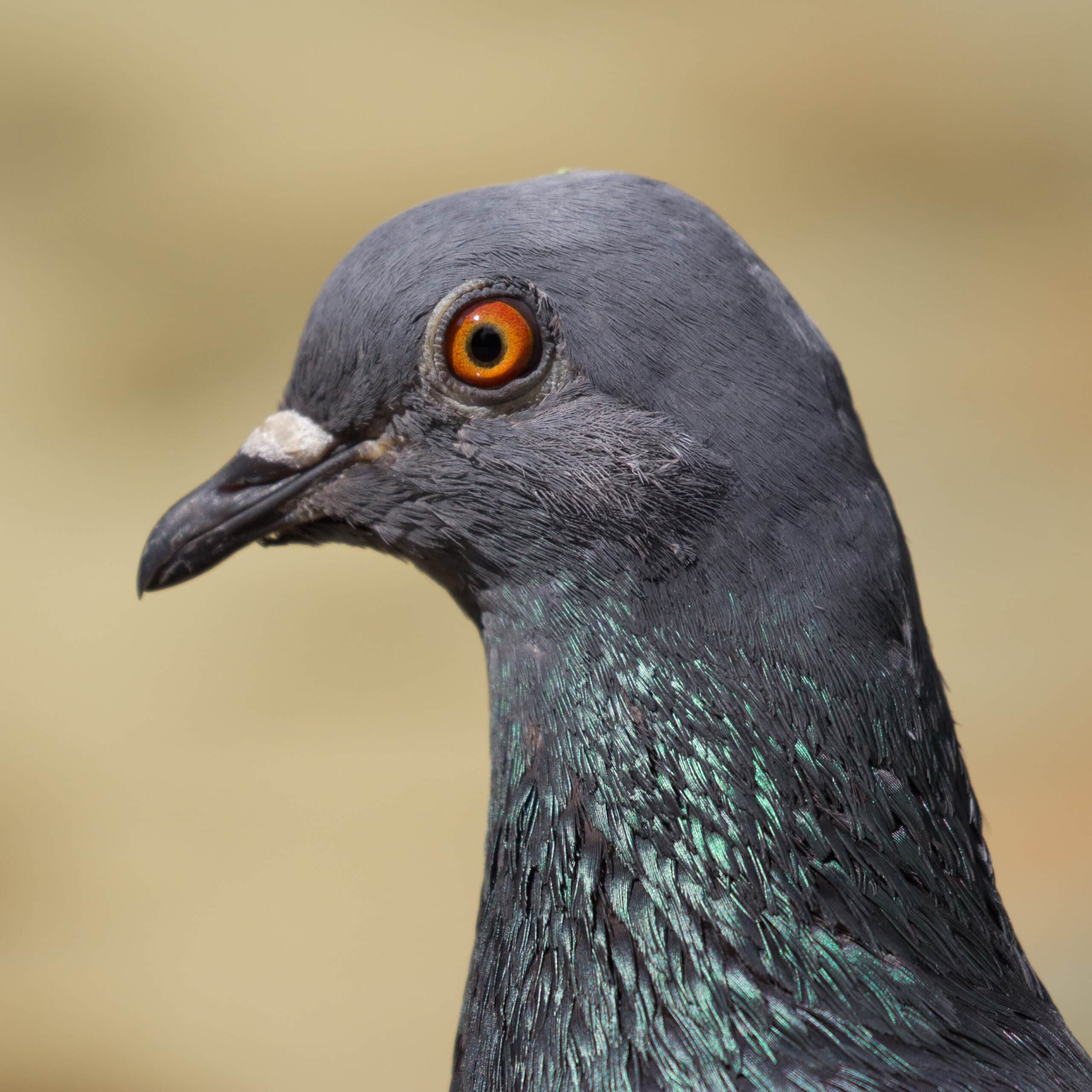 columba livia 01