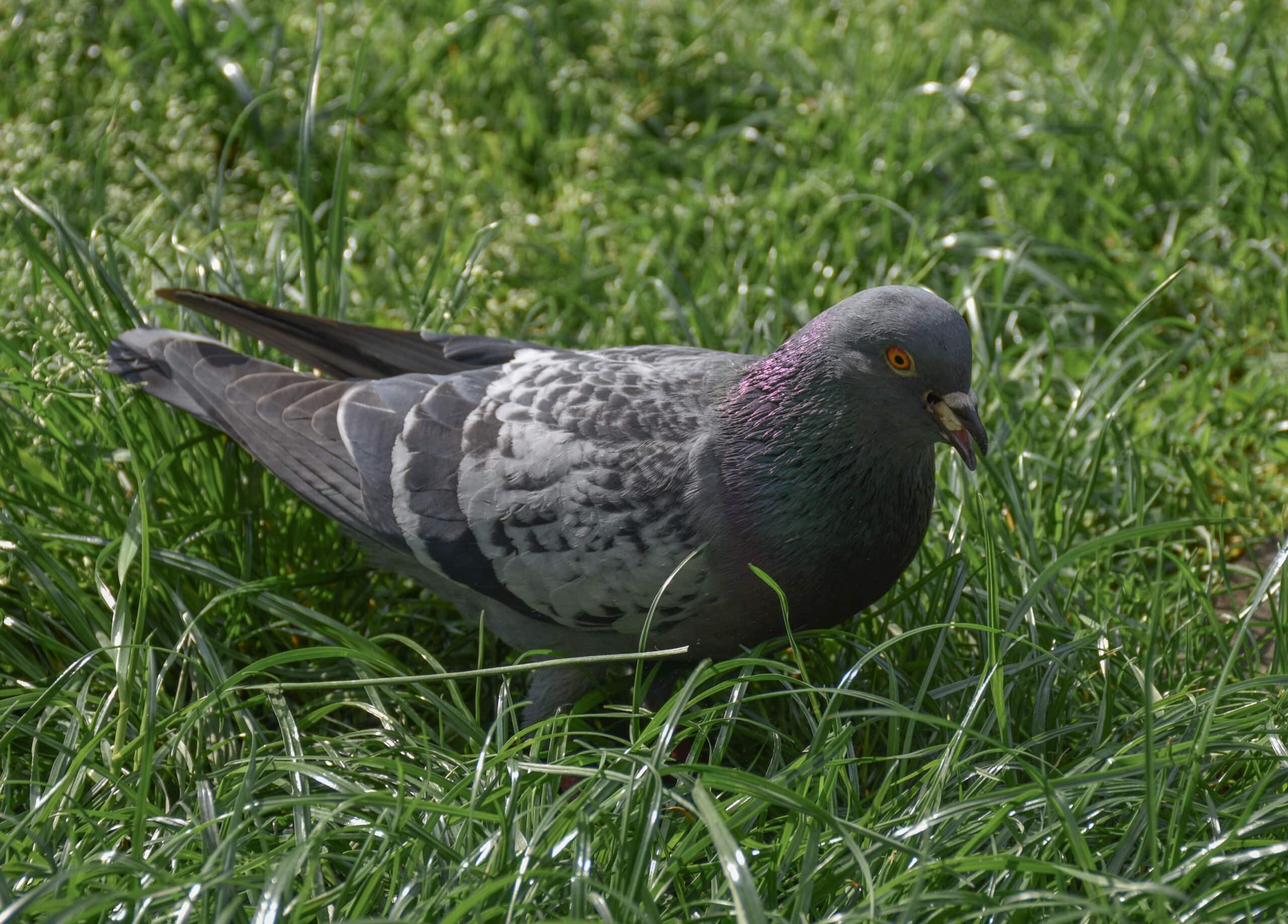 columba livia forma domestica