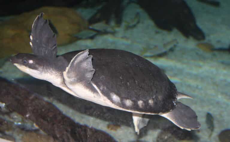 carettochelys insculpta 01 Pig-Nosed Turtle
