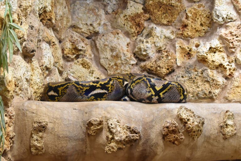 alligator bay malayopython reticulatus 02 alligator bay malayopython reticulatus 02