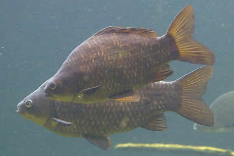 2017 07 02 at wien 13 hietzing, tiergarten schönbrunn, cyprinus carpio (49909821016) 2017 07 02 at wien 13 hietzing, tiergarten schönbrunn, cyprinus carpio (49909821016) Carp