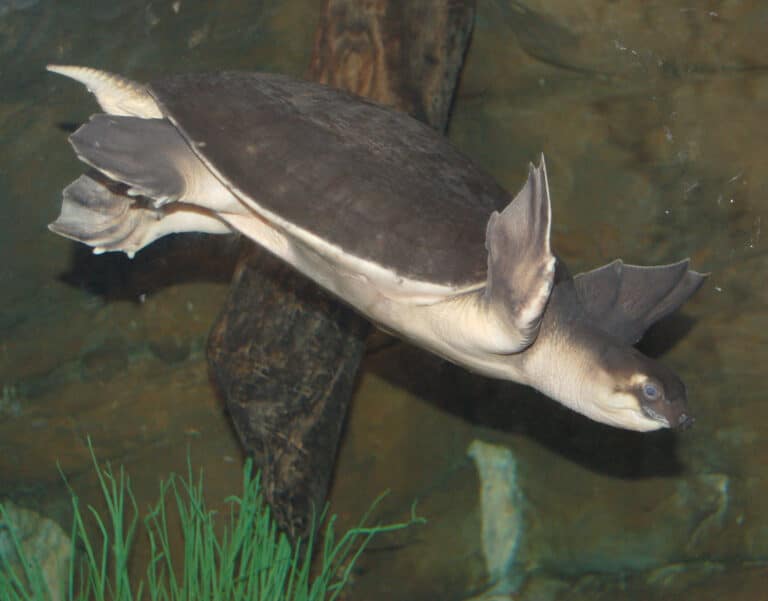 pig nosed turtle carettochelys insculpta diving 2260px